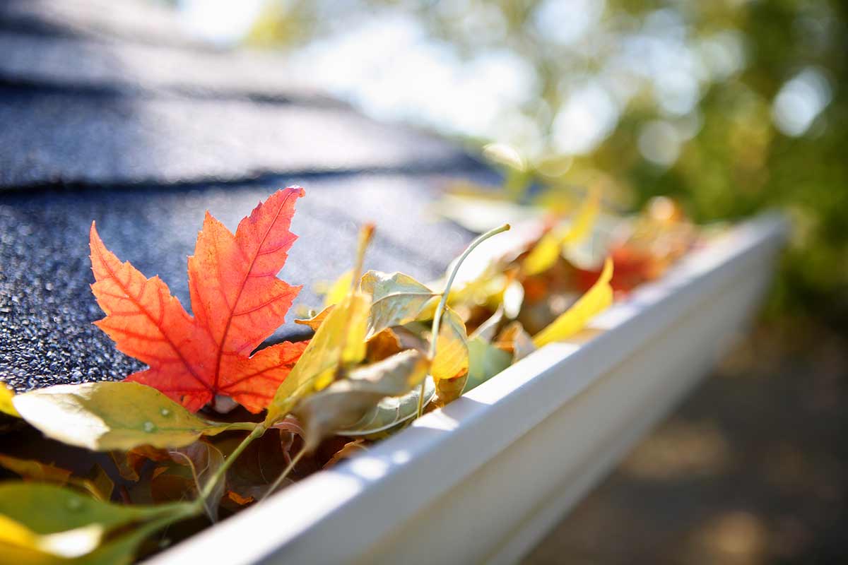 Gutter Cleaning